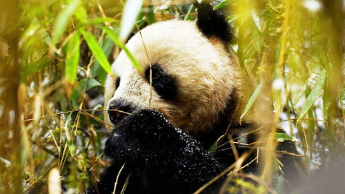 Wild China Season 1 Episode 5 - Land of the Panda