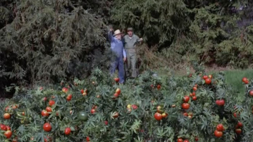 Gomer Pyle, U.S.M.C. Season 4 Episode 25 - The Price of Tomatoes