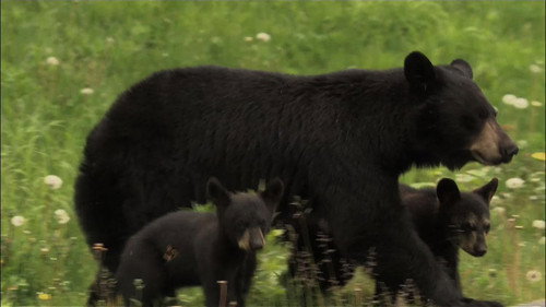 Nature Season 29 Episode 15 - Bears of the Last Frontier: The Road North