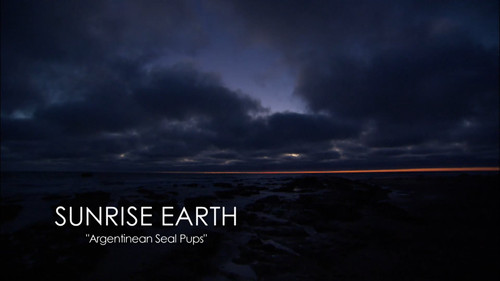Sunrise Earth Season 3 Episode 18 - Argentinean Seal Pups