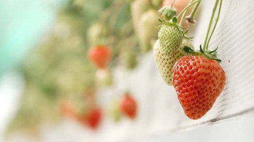 Trails to Oishii Tokyo Season 7 Episode 7 - Strawberries