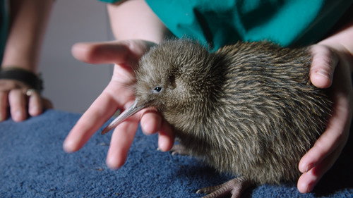 Modern Dinosaurs Season 1 Episode 2 - The Kiwi