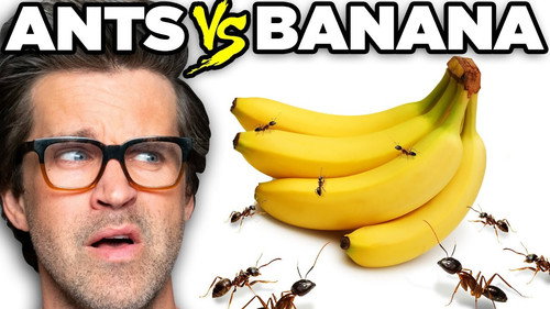 Ants vs. Food (Game) still