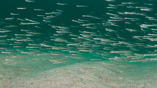 North See - Nature Untamed Season 1 Episode 2 - Seabed