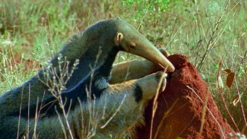 Deadly 60 Season 1 Episode 18 - Brazil