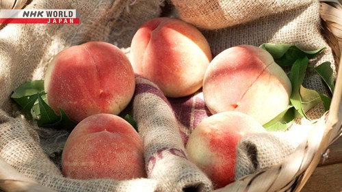 Trails to Oishii Tokyo Season 7 Episode 15 - Peaches