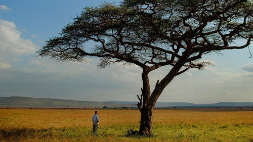 Nature Season 38 Episode 2 - The Serengeti Rules