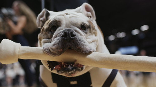 Dogs Season 2 Episode 1 - Much Ado About Blue