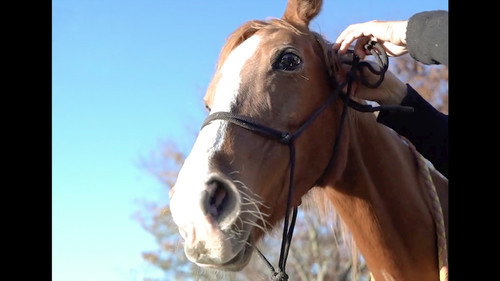 Magical Japanese Season 2 Episode 14 - Horse