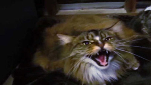 My Cat from Hell Season 6 Episode 5 - When the Fat Lady Sings