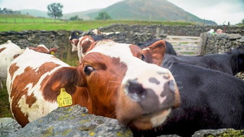 Cumbria still