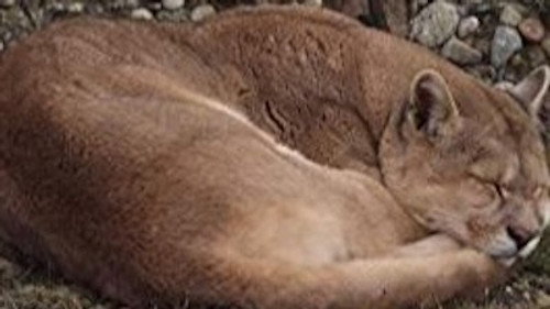 The Secret Lives Of Big Cats Season 1 Episode 3 - The Secret Lives of Pumas