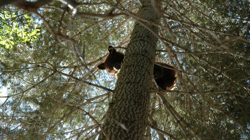 Nature Season 24 Episode 9 - Animals Behaving Worse