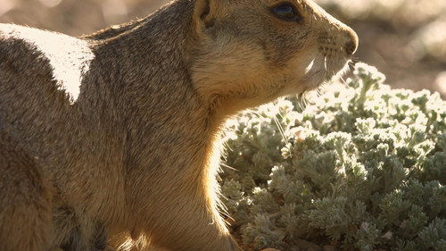 Prairie Dog Manor Season 1 Episode 11 - Great Race