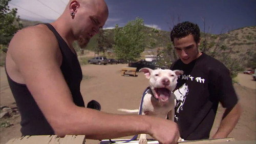 Pit Bulls and Parolees Season 2 Episode 5 - Devastation