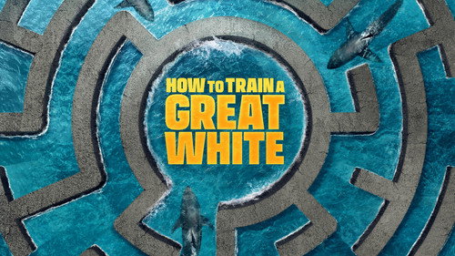 Shark Week Season 39 Episode 14 - How to Train a Great White