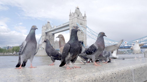 Nature Season 44 Episode 3 - The Pigeon Hustle