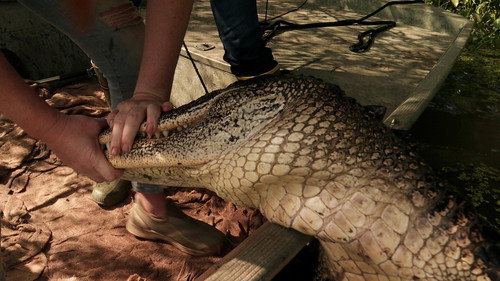 Swamp People Season 14 Episode 4 - Swamp of the Giants