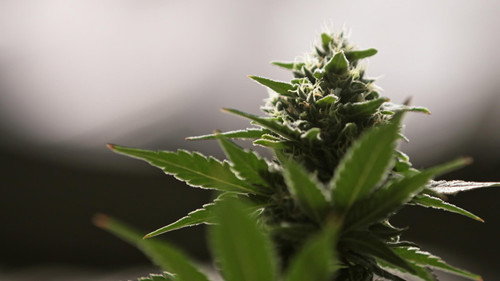 Explained Season 1 Episode 12 - Weed