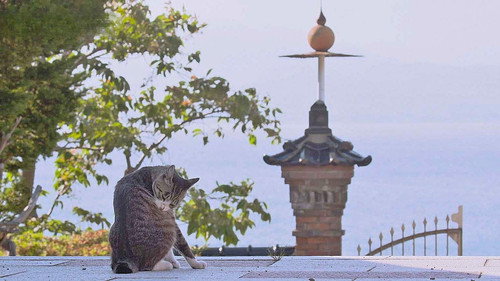 A Cat's-Eye View of Japan Season 3 Episode 16 - Hakodate: The Bounties of a Seaside City