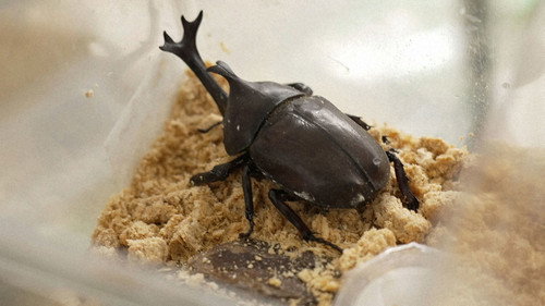 At a Tokyo Insect Store still