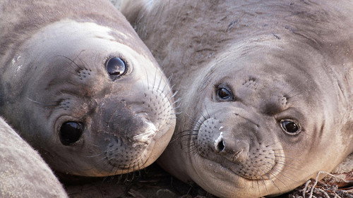 Nature Season 40 Episode 6 - Animals with Cameras 01: Oceans