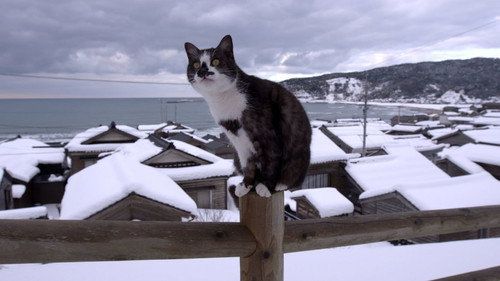 A Cat's-Eye View of Japan Season 1 Episode 6 - Noto: A Winter Wonderland