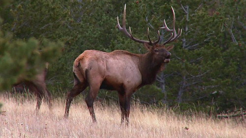 Yellowstone Wardens Season 1 Episode 6 - Protecting Montana's Wild