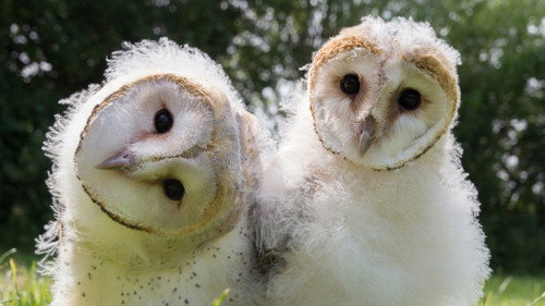 Natural World Season 35 Episode 2 - Super Powered Owls