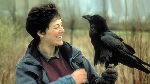 Nature Season 20 Episode 12 - Ravens