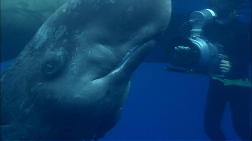 Nature Season 30 Episode 9 - Ocean Giants: Deep Thinkers