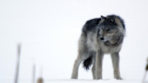 Nature Season 31 Episode 8 - Cold Warriors: Wolves and Buffalo