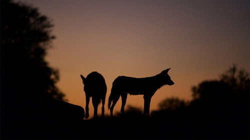 Nature Season 37 Episode 5 - Dogs in the Land of Lions