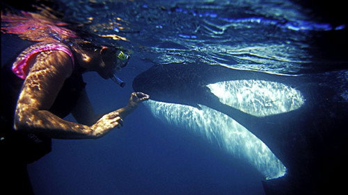 Natural World Season 31 Episode 5 - The Woman Who Swims with Killer Whales