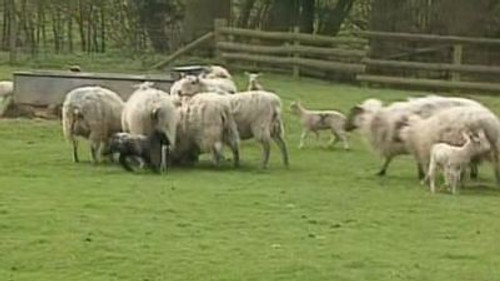 Teletubbies Season 1 Episode 6 - Lambs
