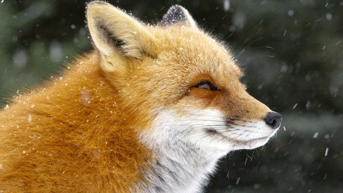 Nature Season 36 Episode 2 - Fox Tales