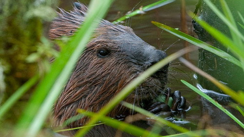 Nature Season 32 Episode 18 - Leave It to Beavers