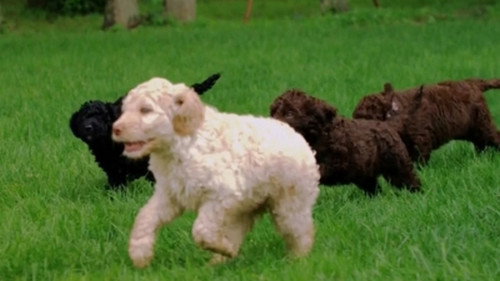 Too Cute Season 2 Episode 3 - Fuzzy Polar Puppies