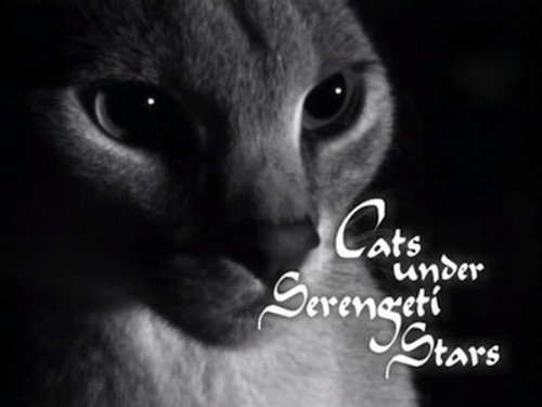 Natural World Season 21 Episode 9 - Cats Under the Serengeti Stars