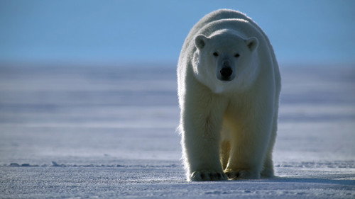 Animal Season 2 Episode 3 - Bears