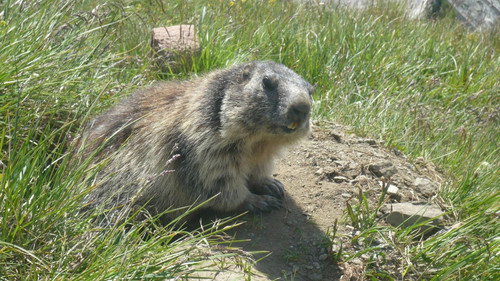 Anna und die wilden Tiere Season 1 Episode 21 - Episode 21