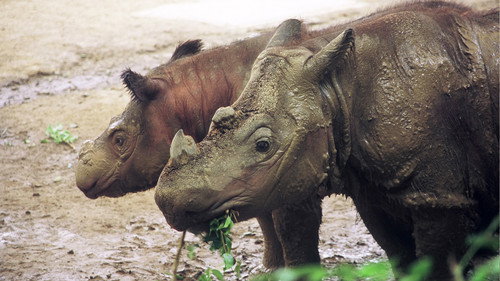 Nature Season 25 Episode 5 - Rhinoceros