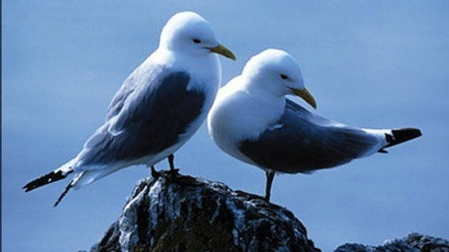 Natural World Season 26 Episode 8 - Saving Our Seabirds