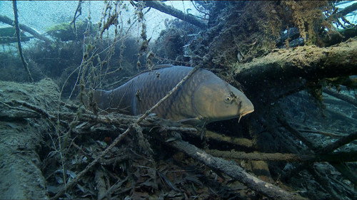 Wild Germany Season 4 Episode 2 - Episode 2