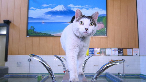 A Cat's-Eye View of Japan Season 1 Episode 3 - Tokyo: Lucky Cats