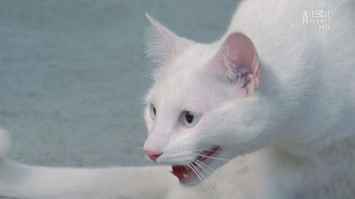 My Cat from Hell Season 4 Episode 7 - The White Tornado