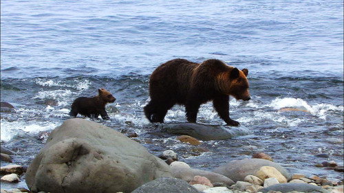 Wild Hokkaido! Season 1 Episode 15 - Shiretoko, Brown Bears of the Shore