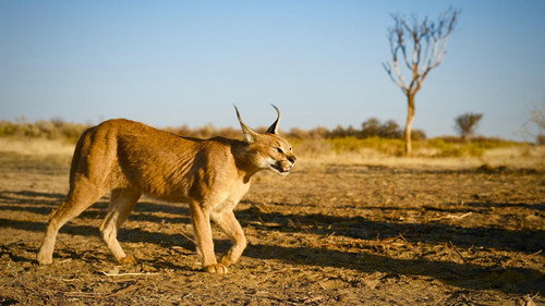 Nature Season 35 Episode 4 - The Story of Cats: Asia to Africa
