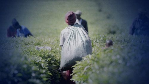 Panorama Season 71 Episode 6 - Sex for Work: The True Cost of Our Tea