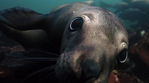 Deep Dive North America Season 1 Episode 1 - Seasonal Shores